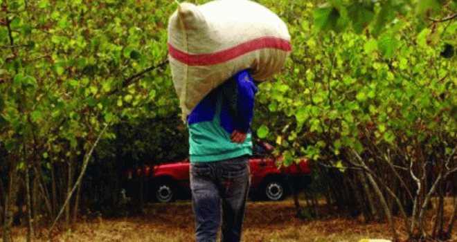 Fındık Hırsızı Yakalandı