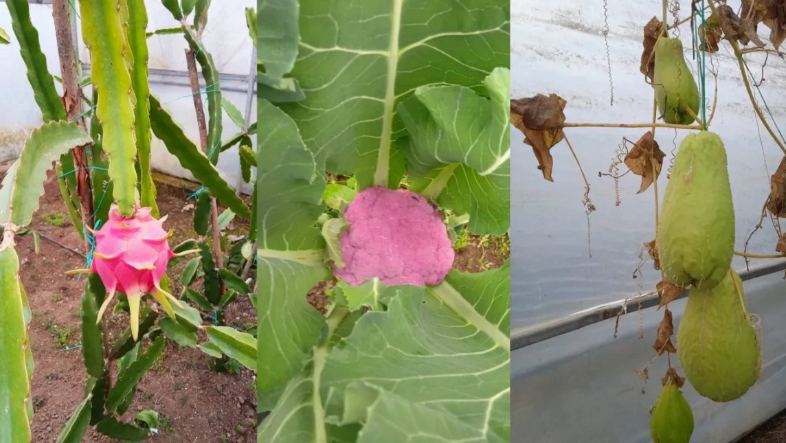 Fatsa’da Yenilikçi Ürünler: Diken Kabağı, Pembe Karnabahar ve Ejder Meyvesi Fatsa’da Yenilikçi Ürünler: Diken Kabağı, Pembe Karnabahar ve Ejder Meyvesi