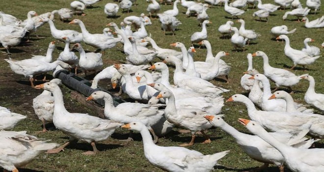 Damızlık Kazlar Yerinde İncelendi Damızlık Kazlar Yerinde İncelendi