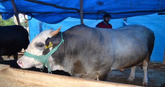 2 Ton Fındığa Kurbanlık Boğa