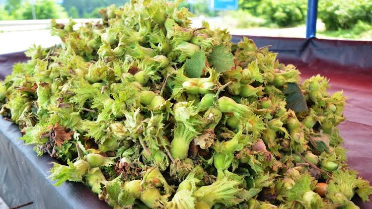 Başkan Güler’den Üreticiye Yüzünü Güldürecek Proje