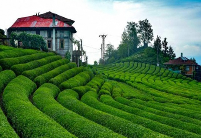 İlk Çay Hasadı Başladı