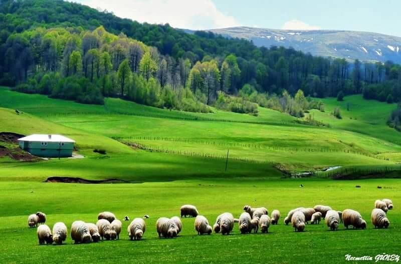 Çobantepe, Taşkesiği, Kabatuzla, Keçiören, Adatepe ve Perşembe Yaylaları Tehlike Altında