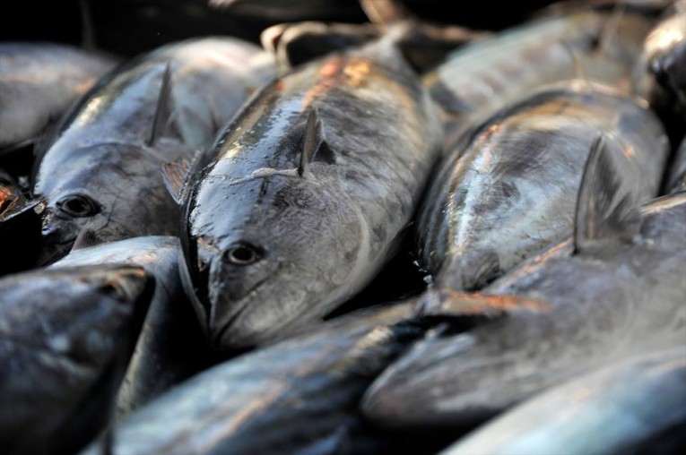 Karadeniz’de Palamut Bereketi: Fiyatlar 100 Liraya Düştü