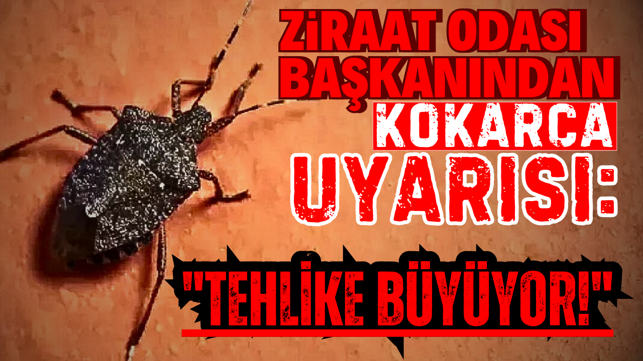 Kokarca Tehlikesi Büyüyor: Ürünlere Zarar Veriyor, Acil Mücadele Gerekiyor