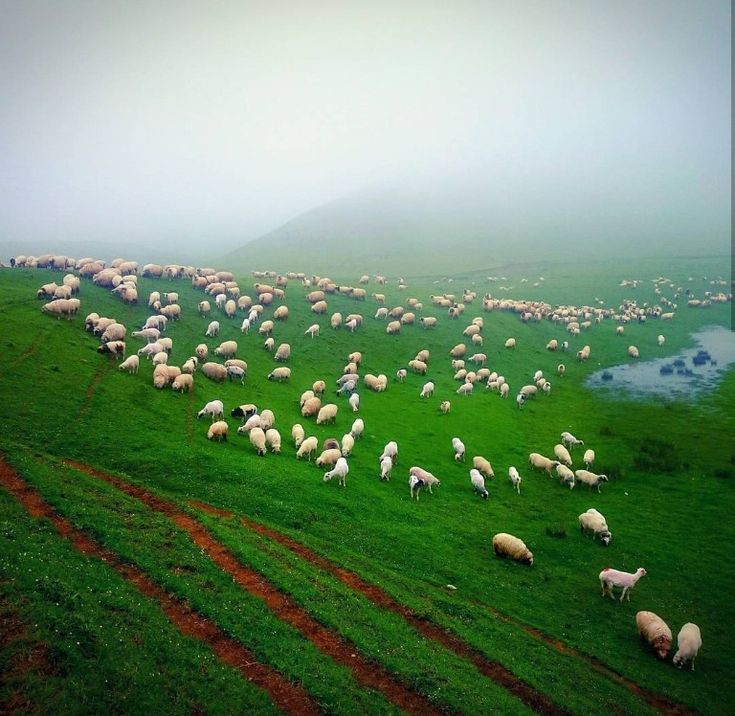 Ordu’nun Turizme Açılan Kapısı Perşembe Yaylası Balon Oldu