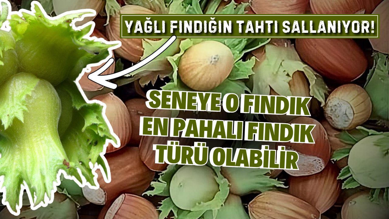 Yağlı Fındığın Tahtı Sallanıyor! Seneye En Pahalı Fındık Türü Çakıldak Fındık Olabilir