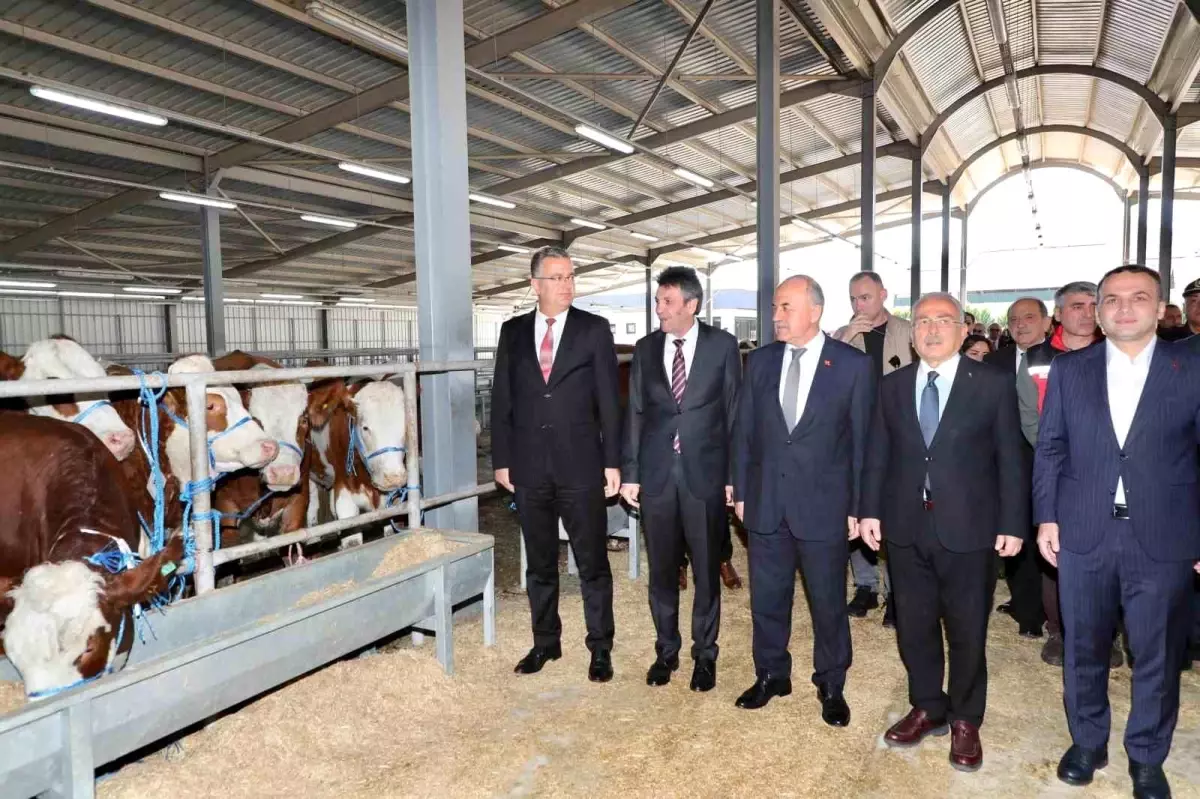 Ordu'da Üreticilere Gebe Düve Dağıtıldı