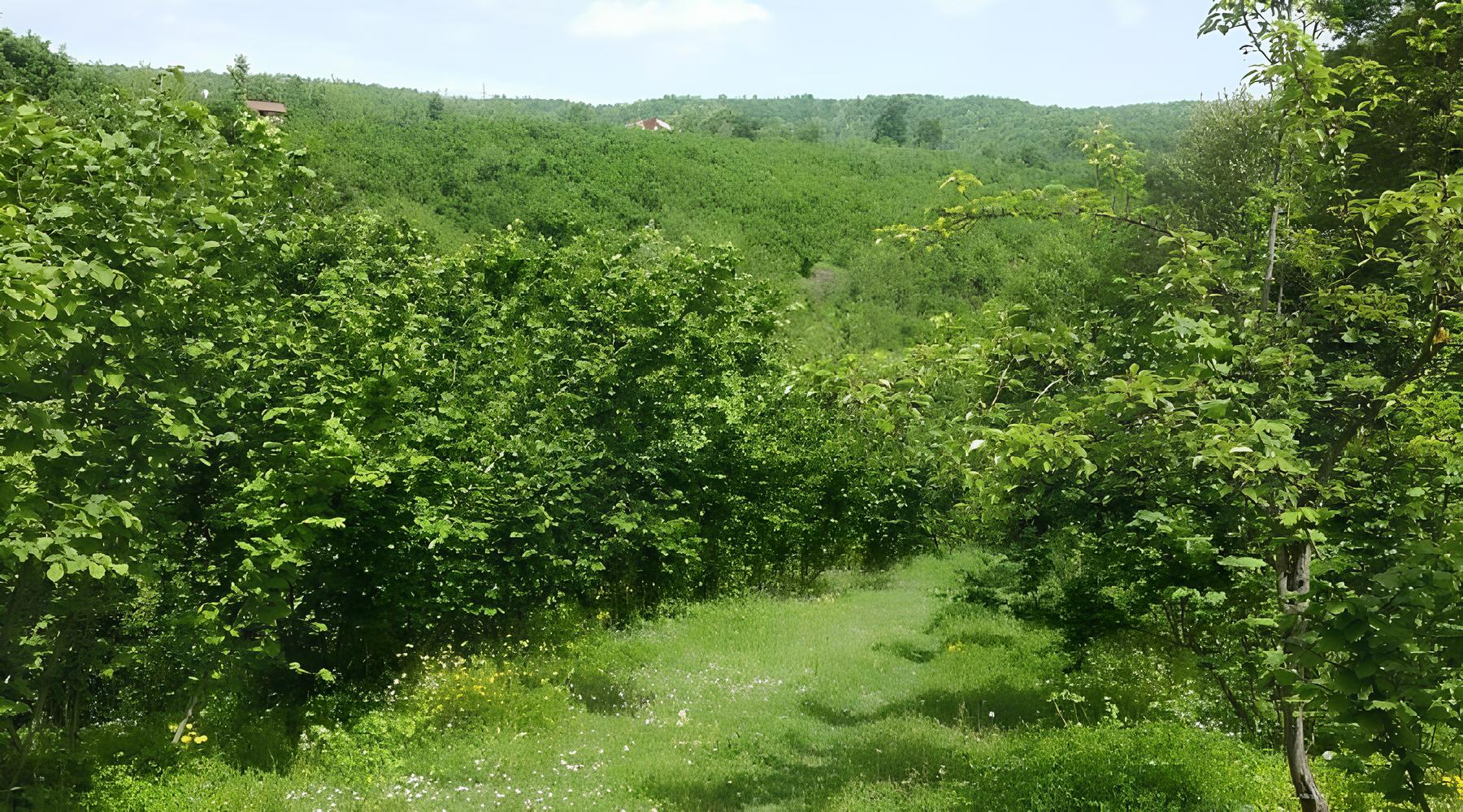 Fındık Bahçesinde Şüpheli Ölüm!