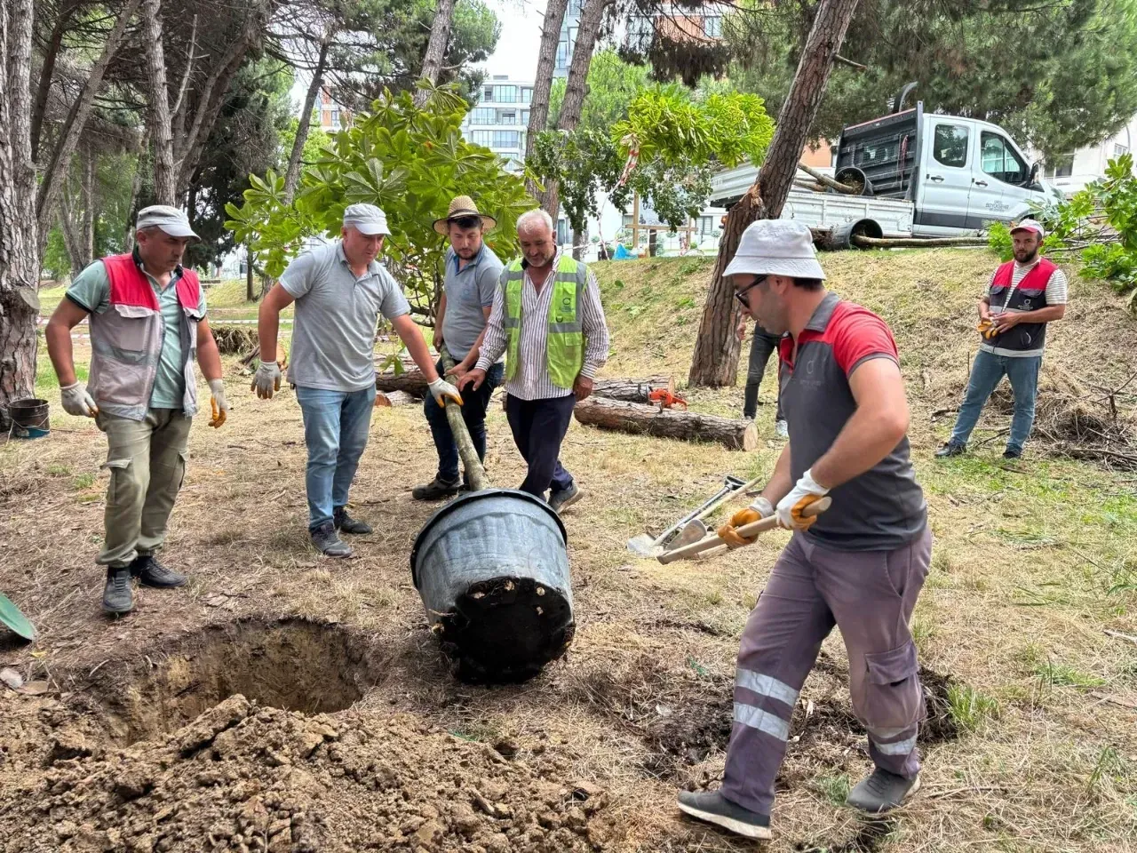 Ünye Çamlık’ta Ağaçlar Yenileniyor