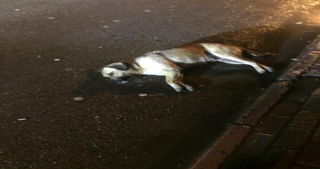 Ordu'da Köpekler Zehirlendi