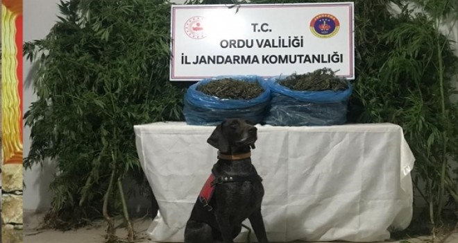 258 Kök Ele Geçirildi