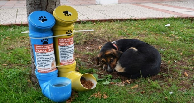 Fatsa'da sokak hayvanları için kulübe ve mama kapları yerleştirildi