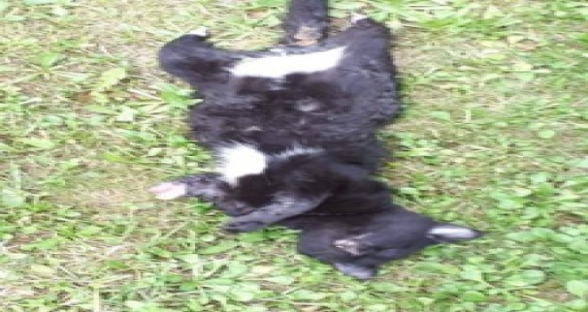 Yavru Kedi, Ayakları Kesilmiş Şekilde Ölü Bulundu