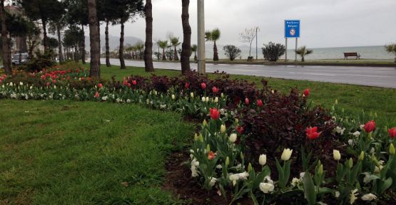 Ordu da Yollar Çiçeklendi