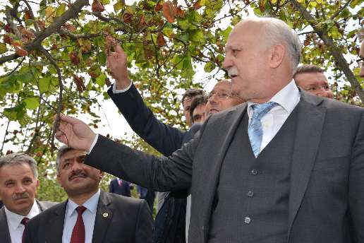 Tzob Başkanı Bayraktar  Fındık Bahçesinde İinceleme Yaptı