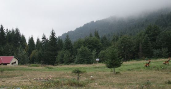 ORDU DA 74 KİŞİYE AĞAÇ KESME CEZASI