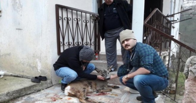 Avcılar Tarafından Vurulan Karaca Tedavi Edildi