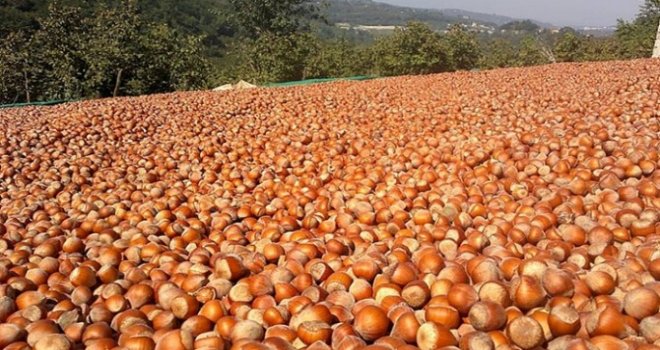 Borsalarda 40 Bin Ton Fındık İşlem Gördü