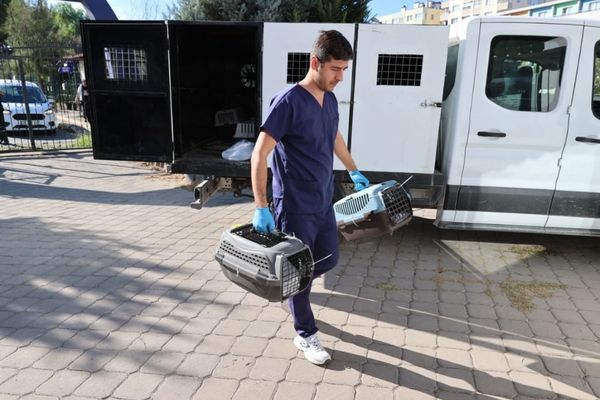 Buca Belediyesinden sokak hayvanlarıyla ilgili iddialara yanıt