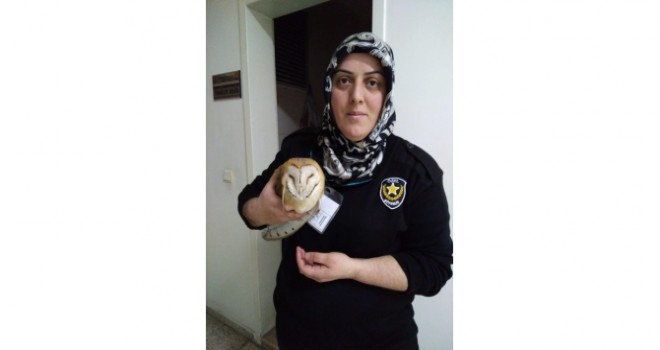 Okulda 'Baykuş' Sürprizi