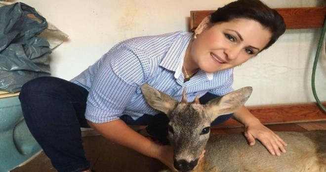 Yaralı karacayı köpeklerden kurtardılar