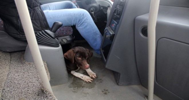 Soğuktan Üşüyen Köpek Dolmuşa Sığındı
