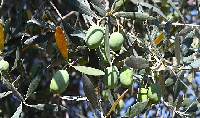 Gemlik'te Zeytin Ağacı 1500 Yıldır Meyve Veriyor