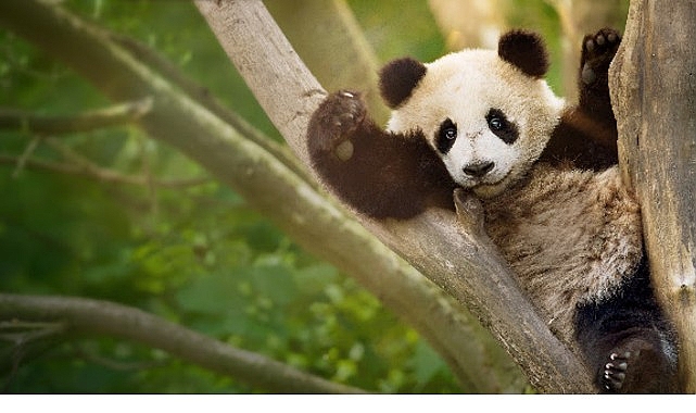 İzleyicileri Eğlenceli Bir Yolculuğa Çıkaracak  'Panda Akademisi',   2 Ağustos Pazar Saat 20.00'de  National Geographic WILD Ekranlarında Başlıyor!