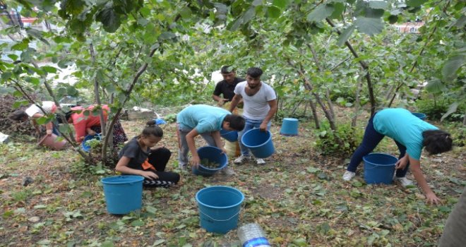 Karadeniz'de Fındık Hasadı