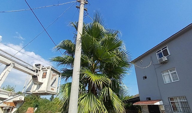 Kemer'de budama çalışmaları Kemer'de budama çalışmaları