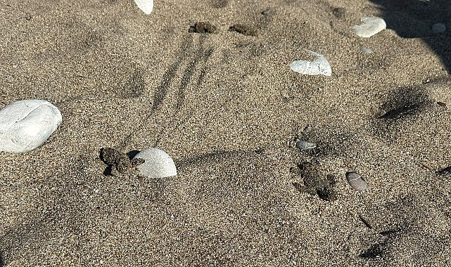 Kemer'de son caretta caretta yuvası açıldı 