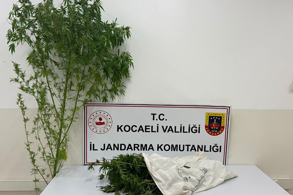 Kocaeli'de bir kök kenevir bitkisi ele geçirildi Kocaeli'de bir kök kenevir bitkisi ele geçirildi