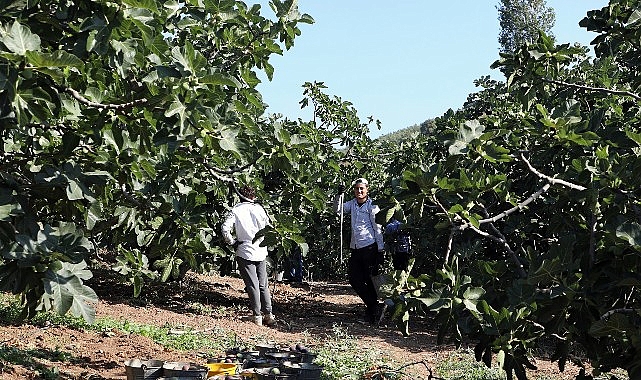 Mudanya'da İncir Hasadı Sürüyor