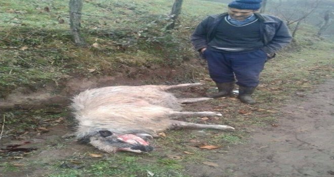 Ordu'da Aç Kurtlar 17 Koyunu Telef Etti