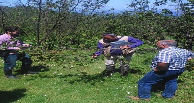 Ordu'da Ceviz Büyüklüğünde Dolu Fındığa Zarar Verdi