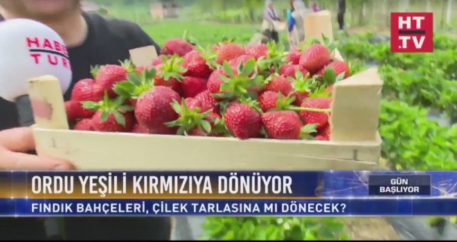 Ordu’da Çilek Üretimi