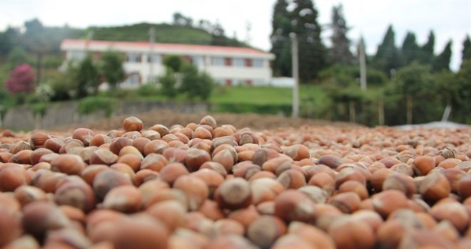 Ordu'da Dolu Yağışının Fındığa Etkisi Araştırılacak