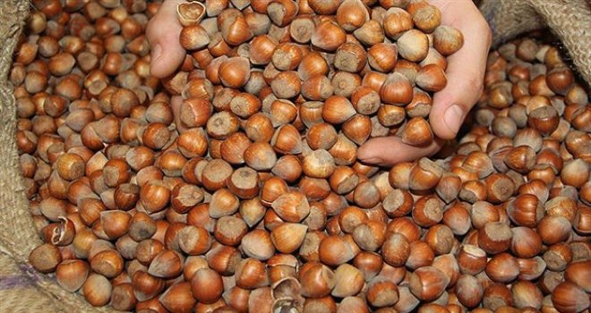 Ordu'da Fındık Fiyatı 11 Liraya Düştü!