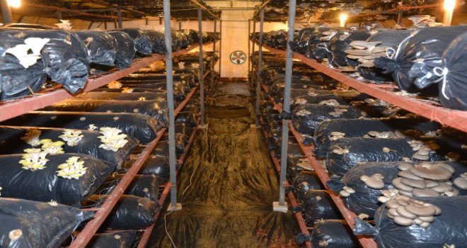 Ordu'da İstiridye Mantarı Yetiştiriciliği Yaygınlaşıyor