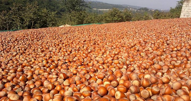 Pazara 253 Bin Ton Fındık İndi