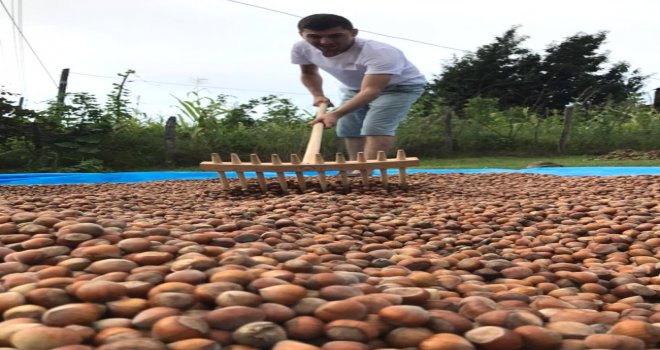 Tmo, Ordu'da İlk Fındığı 6 Eylül'de Alacak
