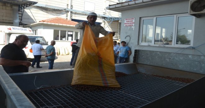 Üreticiler TMO'yu Tercih Ediyor