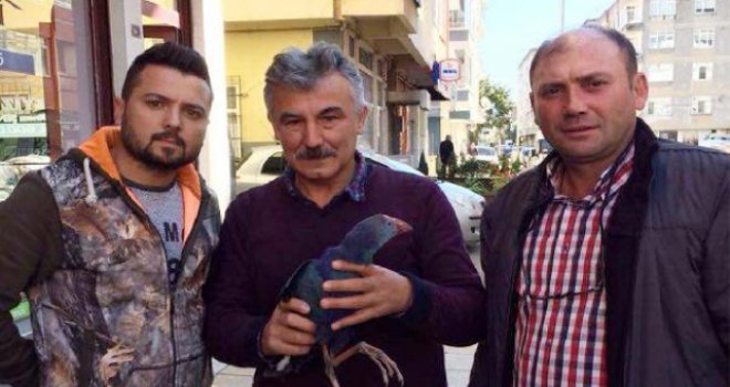 Yaralı Saz Horozu Tedavisinin Ardından Doğaya Bırakıldı