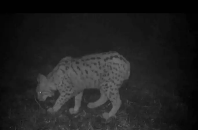  Ordu'da Fotokapan Vaşak Görüntüledi