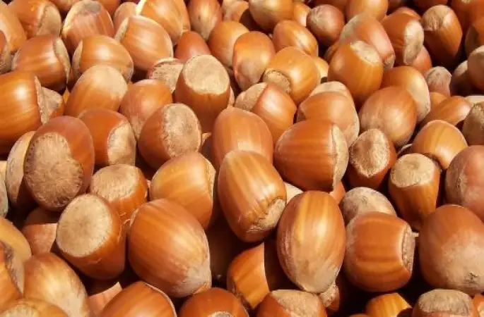 Fındıkta Rekolte Tartışmaları