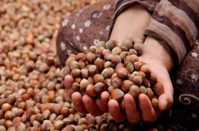 Ordu Fındık Kabuğu ile Isınıyor