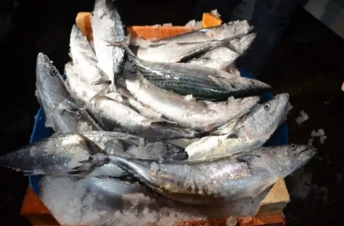 Sezonun ilk balıkları yüz güldürdü