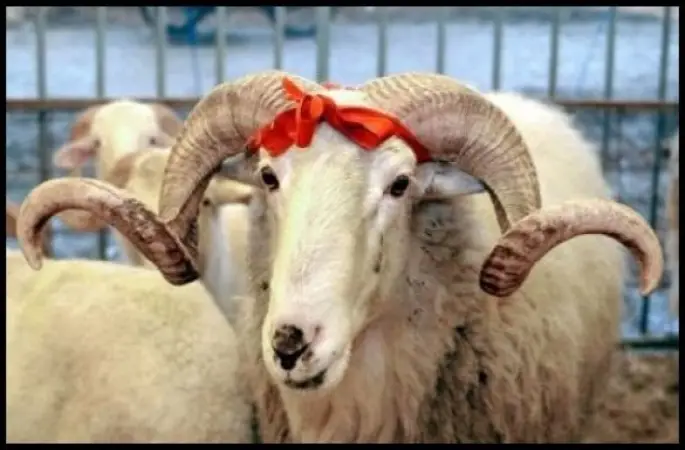 Kurbanlık Satıcıları İsyanda !