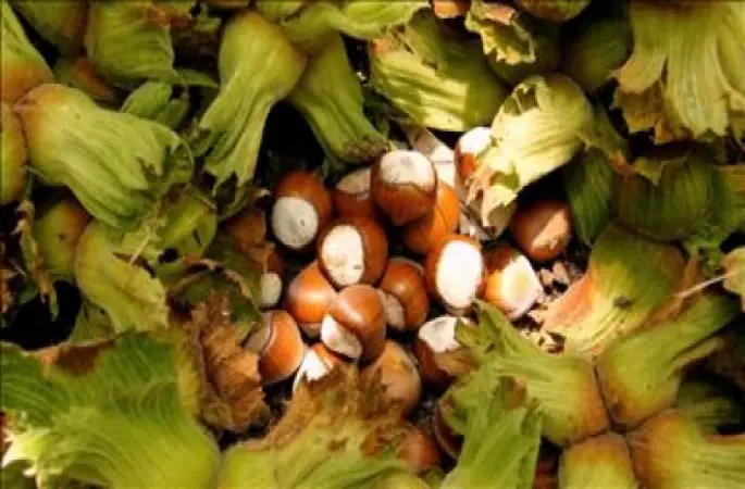 Emeğimi Ve Alın Terimizi Biz Çaldırmayacağız